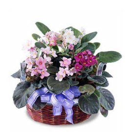 A delightful Spring Basket