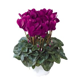 Cyclamen in Pot