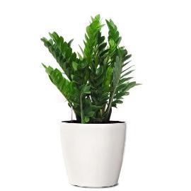 Green Gift - Zamioculcas