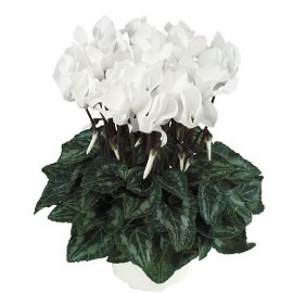 White Cyclamen